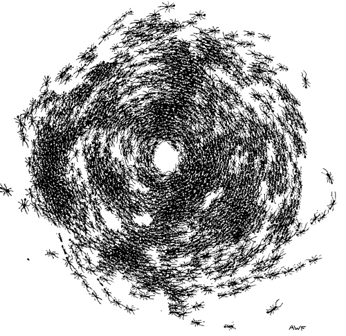 Circular milling in army ants